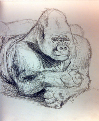 pencil silverback sketch