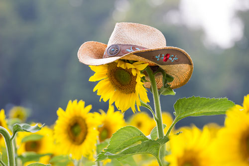 "Cowboy Sunflower"
